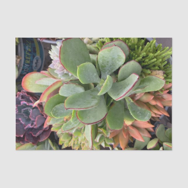 Succulents Tissue Paper (Front)