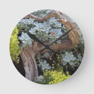 Succulents wall clock