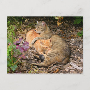 Suckling Ginger Big Baby Cat Postcard