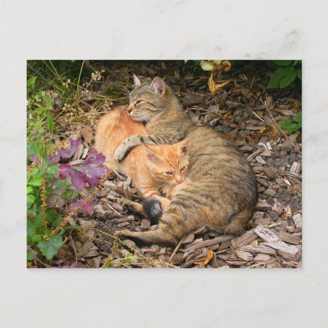 Suckling Ginger Big Baby Cat Postcard (Front)
