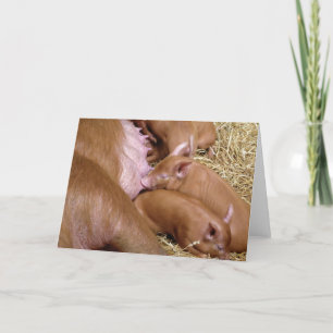 Suckling Tamworth Piglet Photograph - Blank Cards