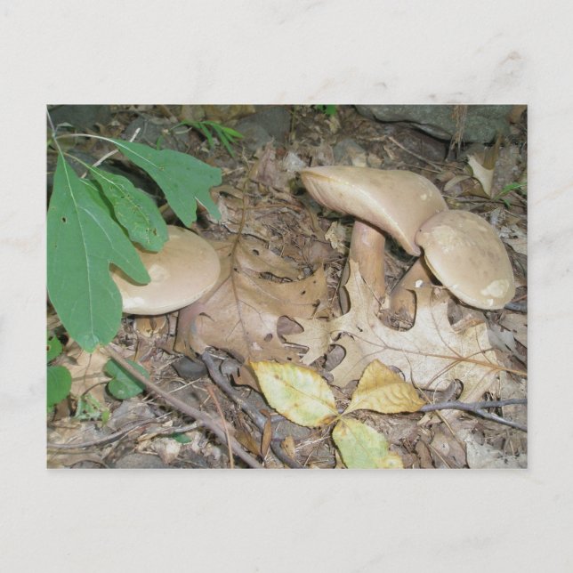 Suede Mushroom Trio Postcard (Front)