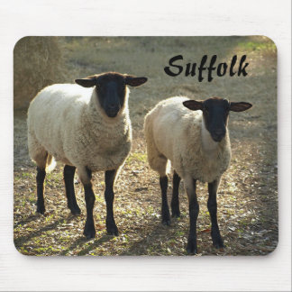 Suffolk Sheep Late Day Sunshine Barnyard Pasture Mouse Pad