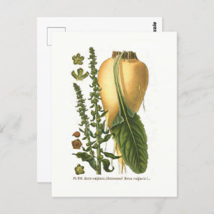 Sugar Beet Vintage Botanical Illustration Postcard
