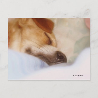 Sugar Booger Postcard