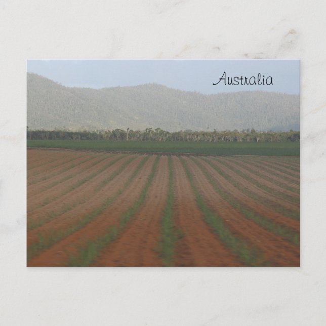 Sugar Cane Fields --- Queensland, Australia Postcard (Front)