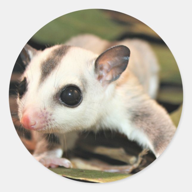 Sugar Glider Classic Round Sticker (Front)