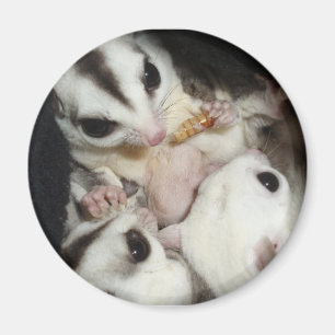 sugar glider family with joey magnet