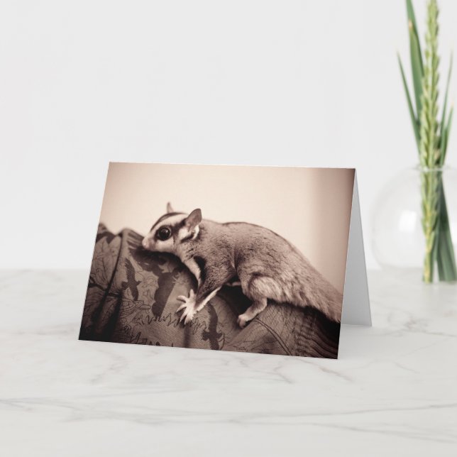 Sugar Glider greeting card (Front)