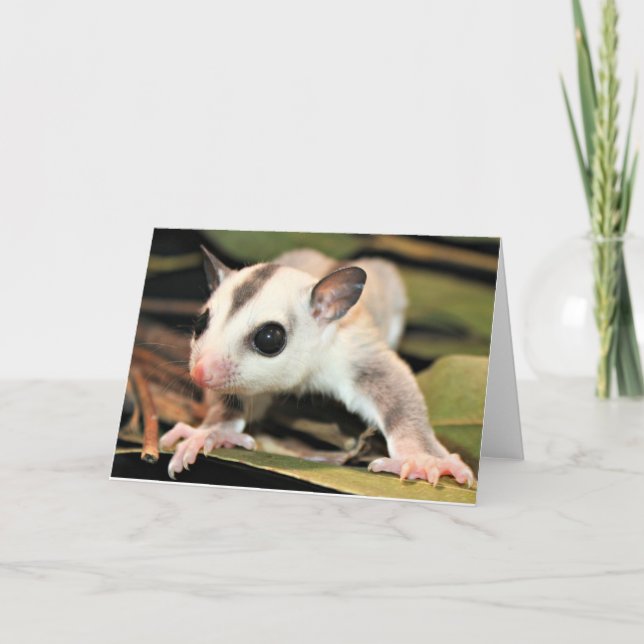 Sugar Glider Greeting Card (Front)