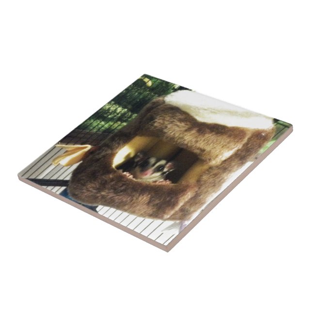 Sugar Glider in Furry Tree Truck Hanging Bed Ceramic Tile (Side)