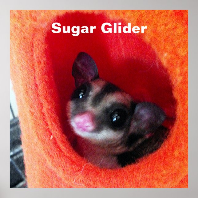 Sugar Glider in Orange Hanging Bed Poster (Front)
