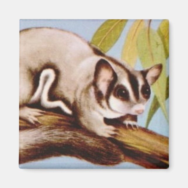 sugar glider magnet (Front)