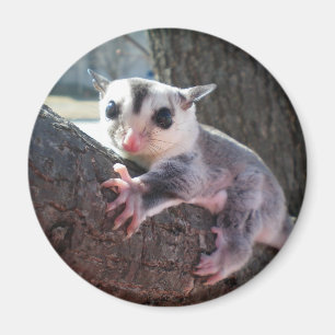 sugar glider magnet