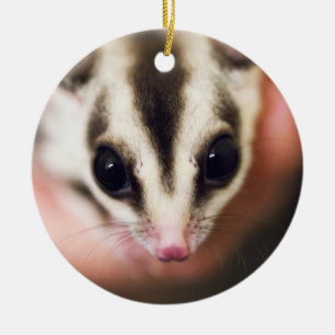 Sugar Glider ornament