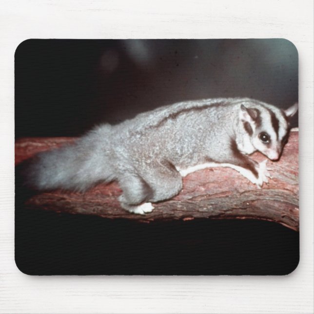 Sugar Glider - Petaurus breviceps Mouse Pad (Front)