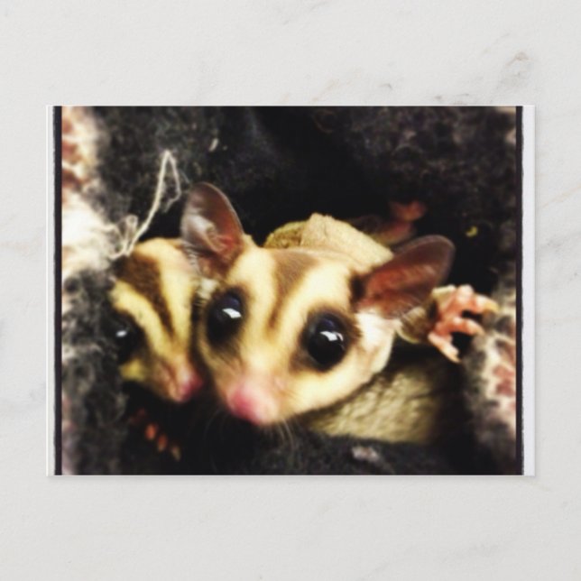 sugar glider photo design postcard (Front)