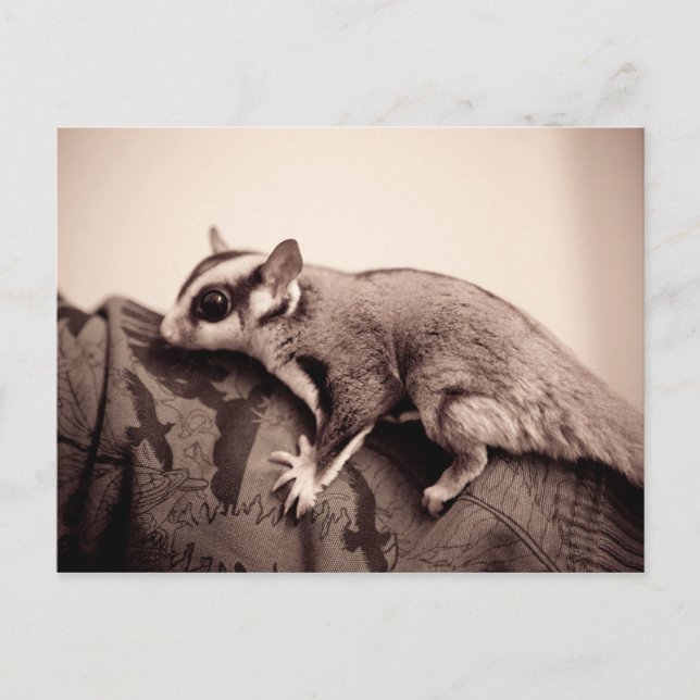Sugar Glider postcard (Front)