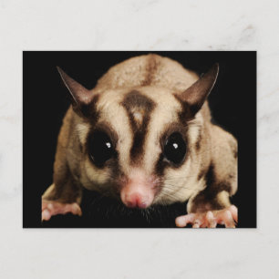 Sugar Glider Postcard