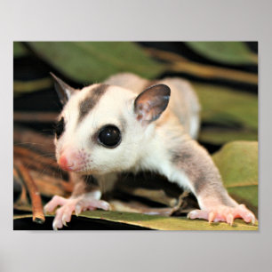 Sugar Glider Poster