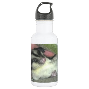 Sugar Glider Sleeping in Blanket 532 Ml Water Bottle