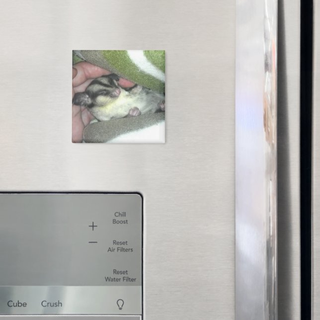 Sugar Glider Sleeping in Blanket Magnet (In Situ (Fridge))