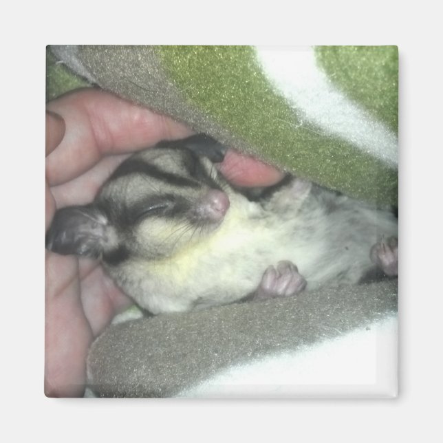 Sugar Glider Sleeping in Blanket Magnet (Front)