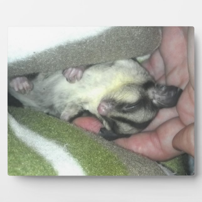 Sugar Glider Sleeping in Blanket Plaque (Front)