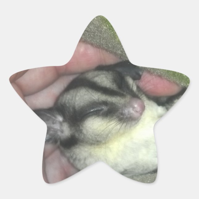 Sugar Glider Sleeping in Blanket Star Sticker (Front)
