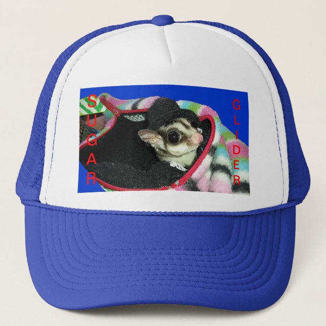 Sugar Glider Wearing a Hat (Front)