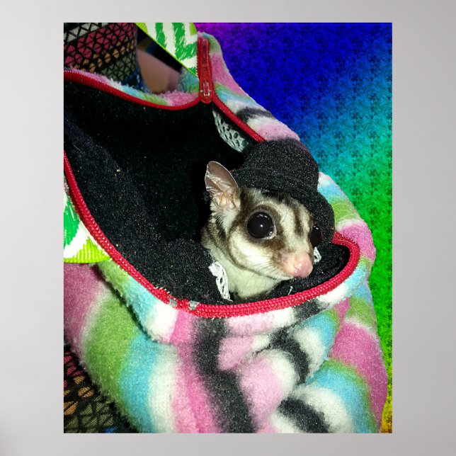 Sugar Glider Wearing a Hat Poster (Front)