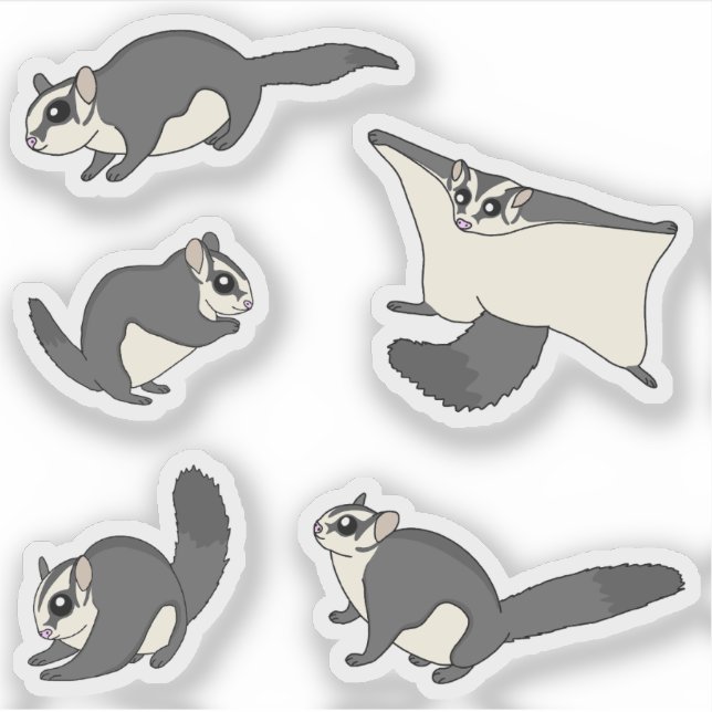 Sugar Gliders (Front)