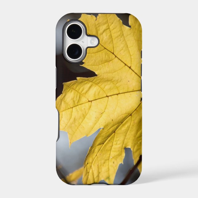 Sugar maple, fall (Back)