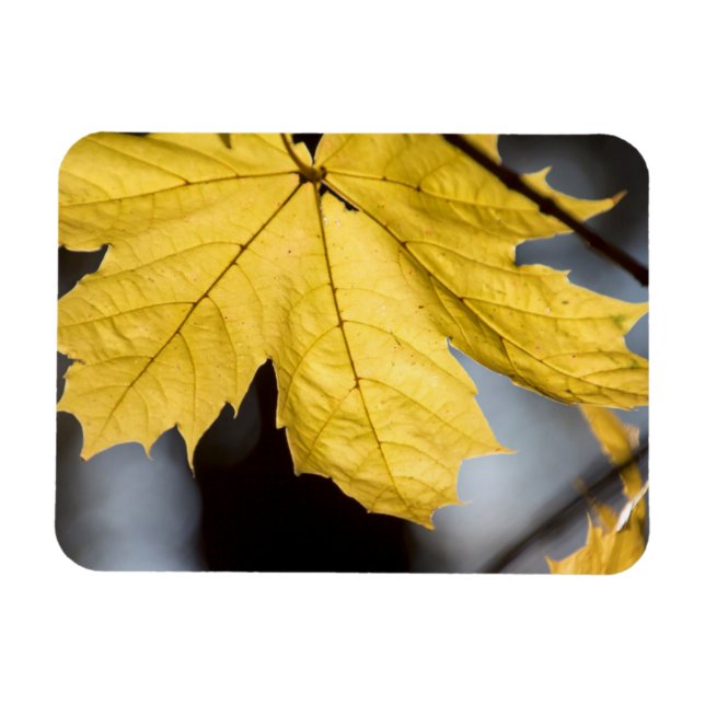 Sugar maple, fall magnet (Horizontal)