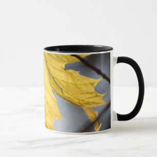 Sugar maple, fall mug