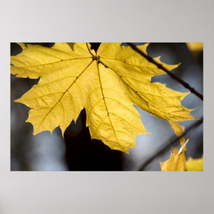 Sugar maple, fall poster