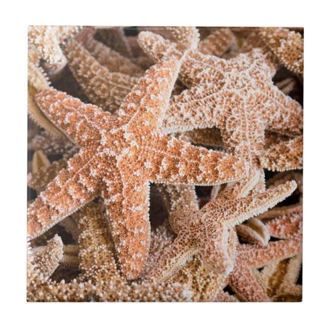 Sugar Starfish Ceramic Tile (Front)