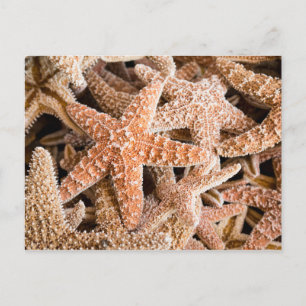 Sugar Starfish Postcard