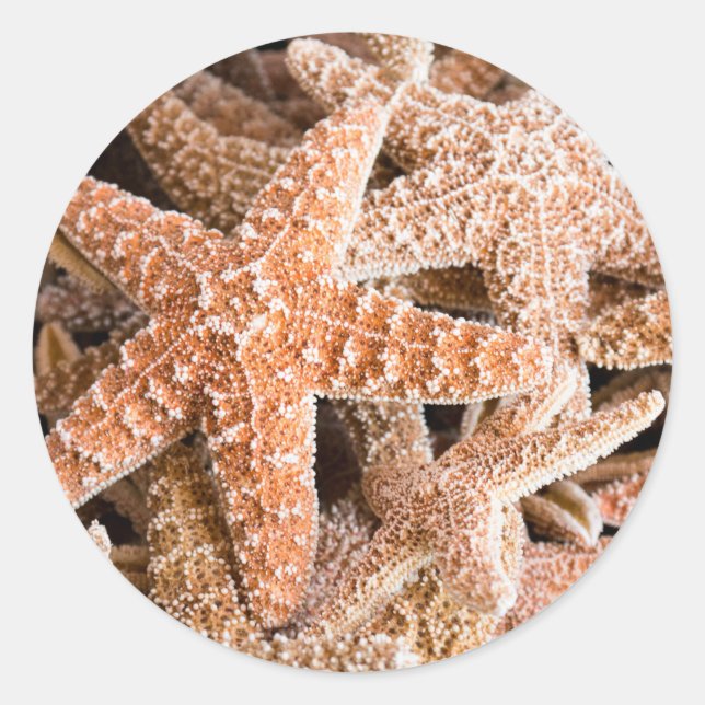 Sugar Starfish Round Sticker (Front)