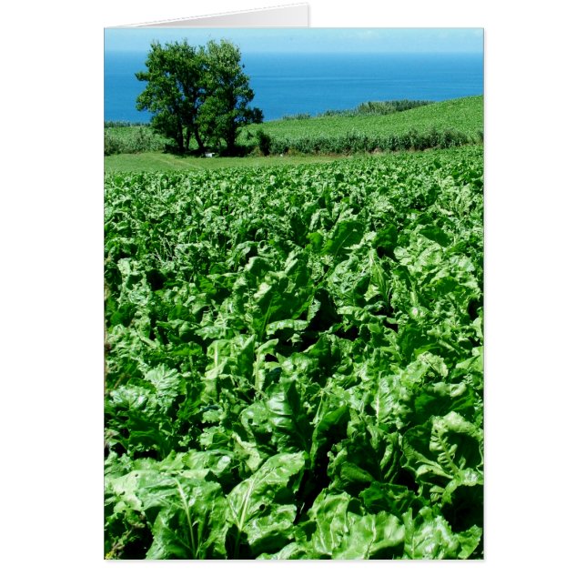 Sugarbeet field (Front)
