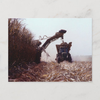 Sugarcane harvest postcard