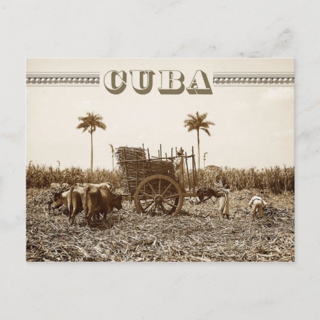 Sugarcane plantation in Cuba Postcard (Front)