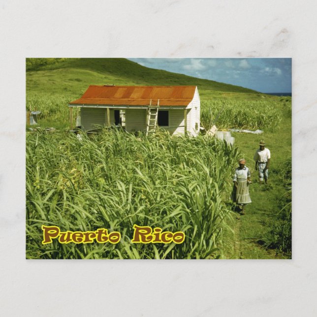 Sugarcane Plantation, Puerto Rico Postcard (Front)