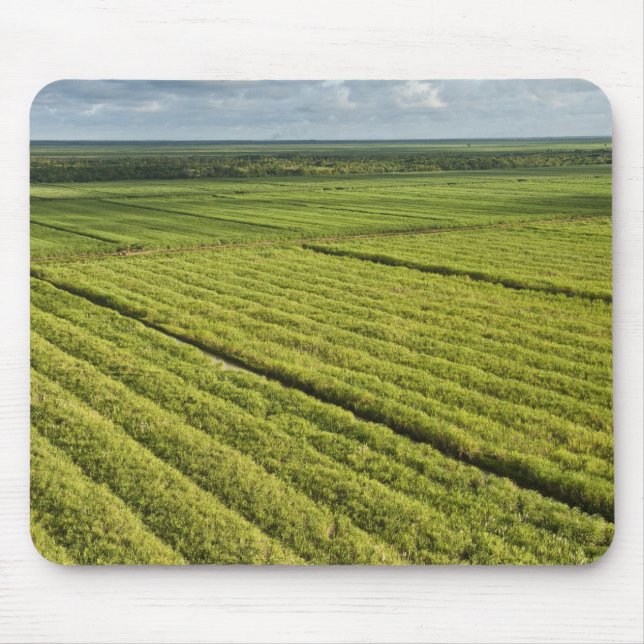 Sugarcane Plantations, Guyana Mouse Pad (Front)