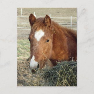 Sugarman's Lynx Postcard