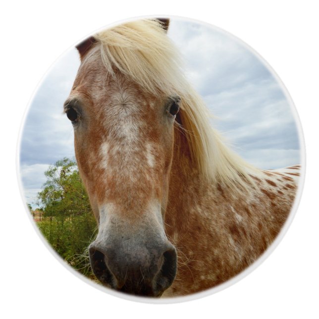 "Sugar's Stride: The Appaloosa's Grace" Ceramic Knob (Front)