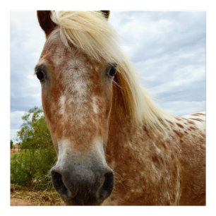 "Sugar's Stride: The Appaloosa's Grace" Photo Print