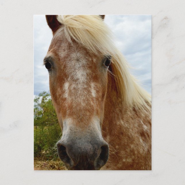 "Sugar's Stride: The Appaloosa's Grace" Postcard (Front)
