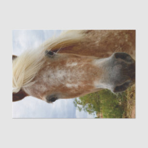 "Sugar's Stride: The Appaloosa's Grace" Tissue Paper