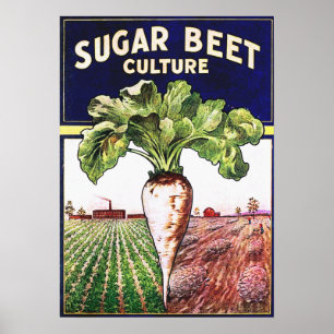 Suger Beet Culture Vintage Poster